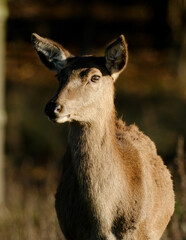 The red deer is one of the largest deer species. A male red deer is called a stag or hart, and a female is called a hind. Female animal.