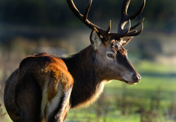 The red deer is one of the largest deer species. A male red deer is called a stag or hart, and a...