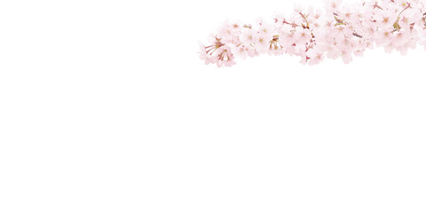 桜 イラスト リアル 背景