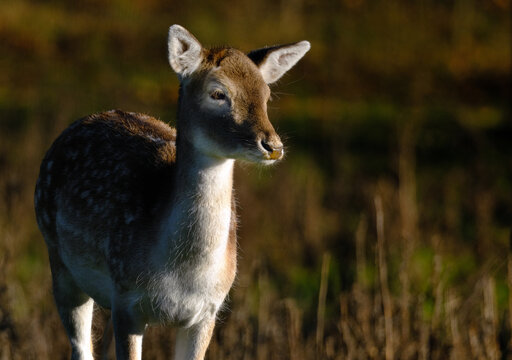 The red deer is one of the largest deer species. A male red deer is called a stag or hart, and a female is called a hind. Female animal.