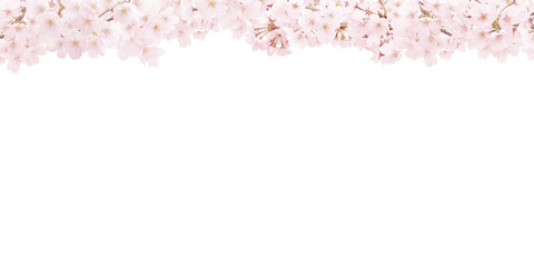 桜 イラスト リアル 背景