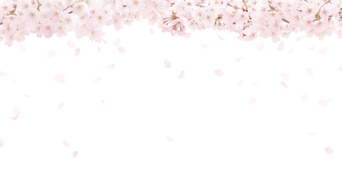 桜 イラスト リアル 背景 © akaomayo