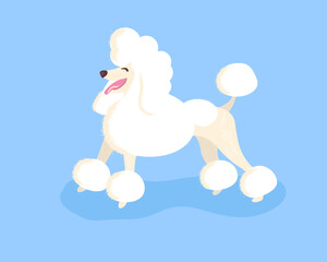 Isolated vector illustration of a poodle dog in flat style