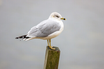 close up portrait of Ring-billed seagull, perched on a wood, lumber, pole, isolated by itself