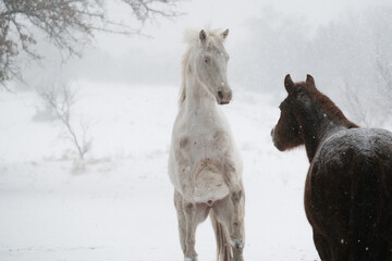 Obraz na płótnie Canvas Texas winter snow on farm shows fresh horses playing with energy, copy space on background.