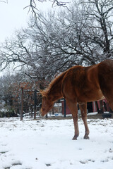 Sorrel mare horse in winter snow on Texas farm, looking away.