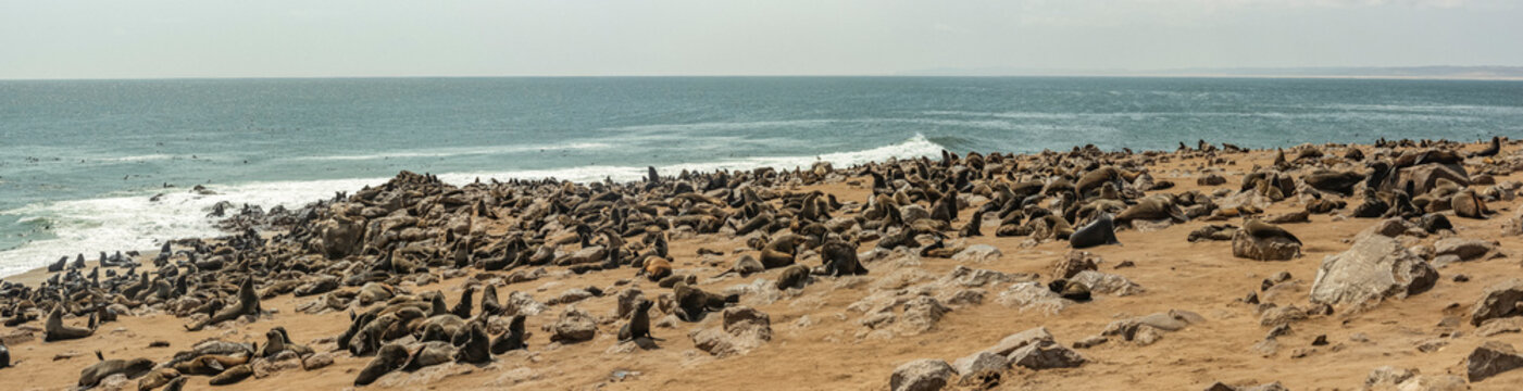Fur seals at Cape Cross Seal Colony, Skeleton Coast; Namibia