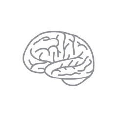human brain illustration