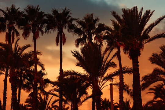 Palm trees and the sea at the sunset