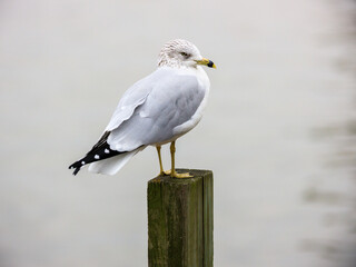 close up portrait of Ring-billed seagull, perched on a wood, lumber, pole, isolated by itself