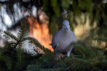 Pigeon on pine tree