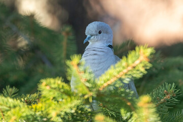 Pigeon on pine tree