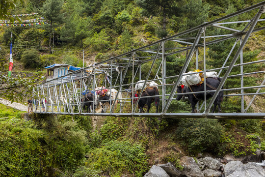 Dzo (Bos grunniens &times; Bos primigenius) or yaks (Bos grunniens) making their way across a suspended footbridge carrying a heavy load; Nepal