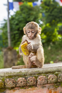 Baby macaque monkey sitting on ledge at the Swayambhunath Stupa, Kathmandu, Nepal