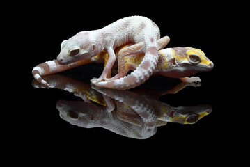 Babies leopard geckos huddle together
