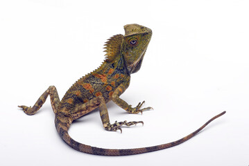 Forest Dragon ( Gonocephalus chamaeleontinus ) on a white background