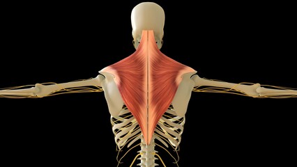 Trapezius Muscle anatomy for medical concept 3D rendering