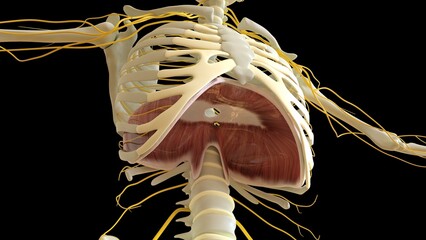 Diaphragm Muscle anatomy for medical concept 3D rendering - obrazy, fototapety, plakaty