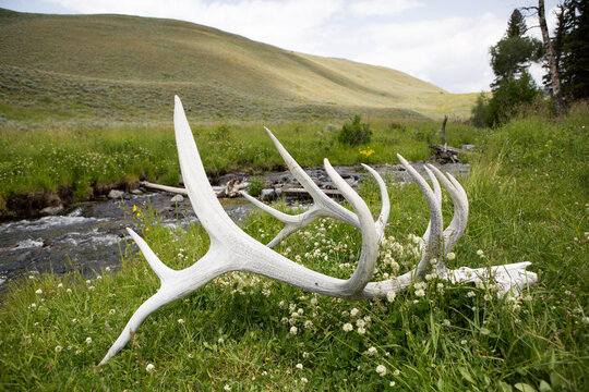 Antlers and skull of an elk rest in the grass near a creek in Lamar Valley.; Yellowstone National Park, Wyoming, United States of America