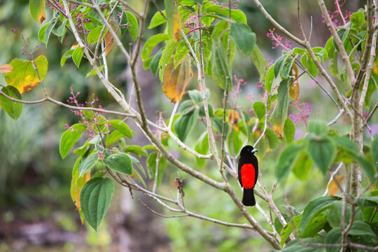 A cherrie's tanager rests on a tree branch in the tropical botanical gardens of Casa Orquideas.; Costa Rica