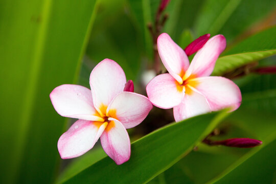 Colorful Flowers Are Visible In The Tropical Botanical Garden Of Casa Orquideas.; Costa Rica