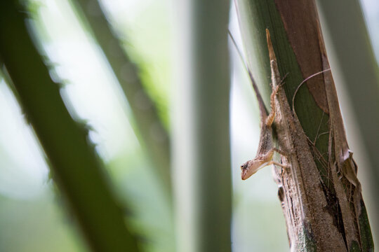 An anolis lizard stands alert on vegetation located in the tropical botanical gardens at Casa Orquideas.; Costa Rica