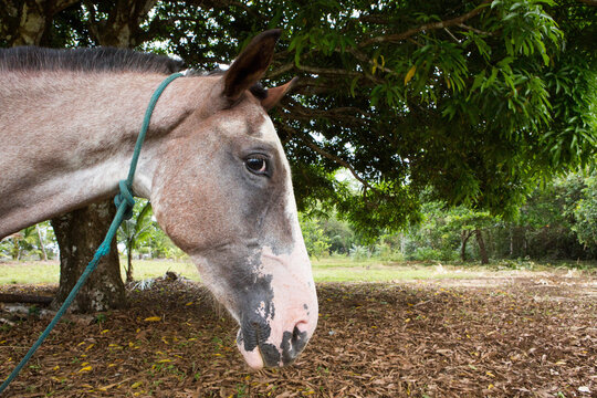 A portrait of a horse under a tree at Caletas Reserve, Osa Peninsula.; Costa Rica