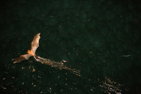 Attracted by a boat's light, bats fly close to the water and skim the surface in search of fish.; Manuel Antonio National Park, Costa Rica
