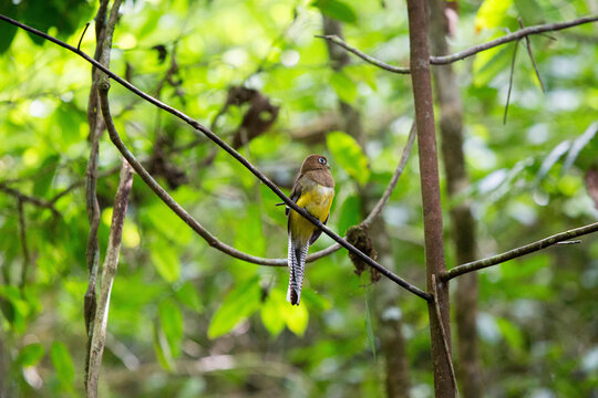 A female black-throated trogan is perched on a tree branch in Corcovado National Park.; Corcovado National Park, Costa Rica