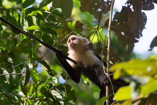 In Manuel Antonio National Park, a white-faced capuchin monkey rests on a cable amongst the trees.; Manuel Antonio National Park, Costa Rica