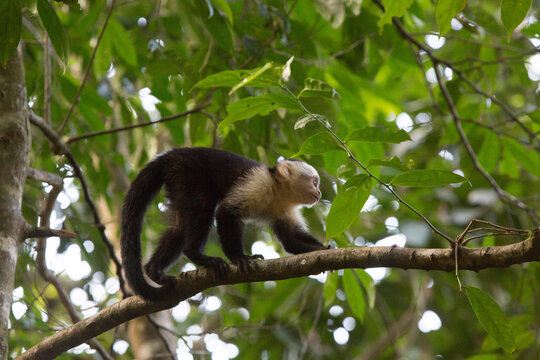 In Manuel Antonio National Park, a white-faced capuchin monkey balances and walks along a tree branch.; Manuel Antonio National Park, Costa Rica