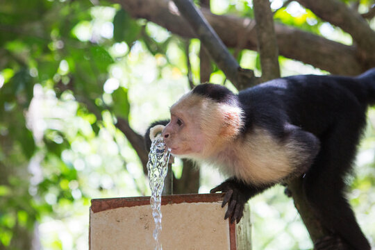 In Manuel Antonio National Park, a white-faced capuchin monkey drinks water from a water fountain.; Manuel Antonio National Park, Costa Rica