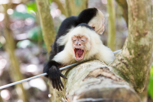 In Manuel Antonio National Park, a white-faced capuchin monkey rests on a tree and yawns while its baby sits on its back.; Manuel Antonio National Park, Costa Rica