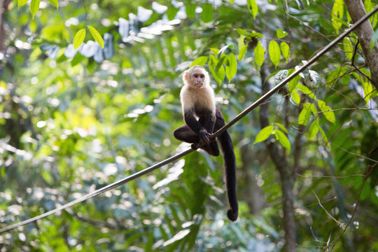 In Manuel Antonio National Park, a white-faced capuchin monkey rests on a cable amongst the trees.; Manuel Antonio National Park, Costa Rica