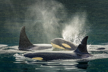 Family group, killer whale calf, orca (Orcinus orca), Johnstone Strait near Robson Bight (Michael Biggs) Ecological Reserve; Vancouver Island, British Columbia, Canada