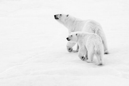 Polar bear (Ursus maritimus) mother and cub walking on pack ice, Black and white image, Northeast Svalbard Nature Preserve; Svalbard, Norway