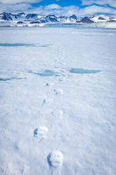 Polar bear (Ursus maritimus) tracks on pack ice, Horsund Fjord, Svalbard, Norway; Svalbard, Norway