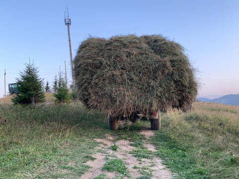 Truck carrying hay, rear view. The car transports dry grass for livestock. The cart is filled with dry hay.