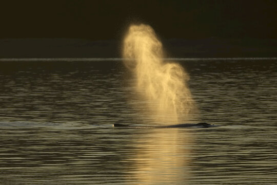 Golden blow at sunset, Humpback Whale (Megaptera novaeangliae) in Frederick Sound; Southeast Alaska, Alaska, United States of America