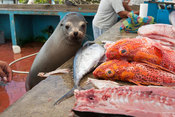 A sea lion eyes a selection of fish at an outdoor fish market.; Puerto Ayora, Santa Cruz Island, Galapagos Islands, Ecuador