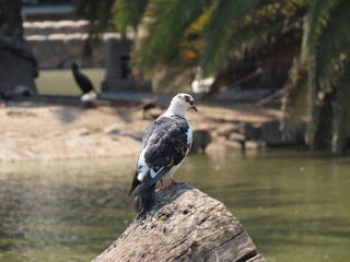 seagull on a rock
