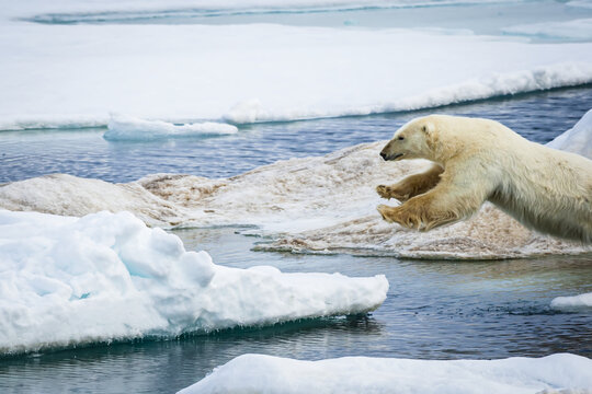 Polar bear (Ursus maritimus) jumps between ice floes on Hinlopen Strait. Part 3 of a series of 4 images; Svalbard, Norway