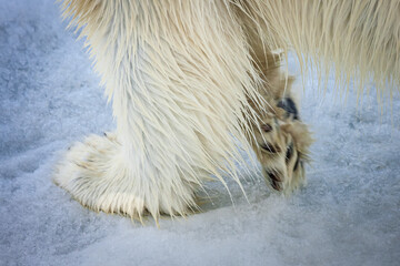 Close-up of the paws and fur of a Polar bear (Ursus maritimus); Svalbard, Norway