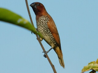 red backed shrike