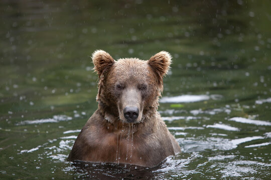 An Alaskan brown grizzly bear,Ursus Arctos, stands in the water as it hunts for fish.; Redoubt Bay, Alaska