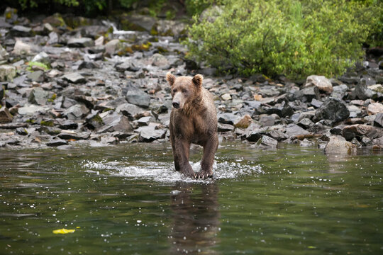 An Alaskan brown grizzly bear stands in the water as it hunts for fish.; Redoubt Bay, Alaska