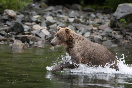 An Alaskan brown grizzly bear, Ursus arctos, runs through the water to hunt for fish.; Redoubt Bay, Alaska