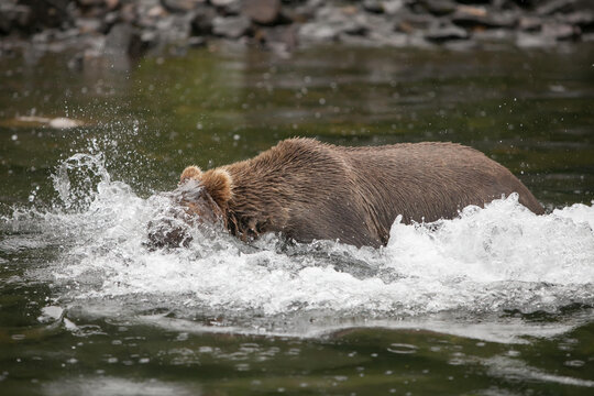 An Alaskan brown grizzly bear, Ursus arctos, runs through the water to hunt for fish.; Redoubt Bay, Alaska
