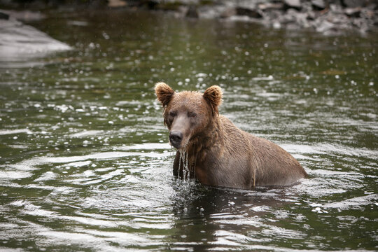 An Alaskan brown grizzly bear, Ursus arctos, stands in the water as it hunts for fish.; Redoubt Bay, Alaska