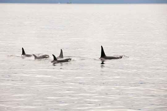 While in a pod, the dorsal fins of five orca whales breach the water.; Inside Passage, Alaska